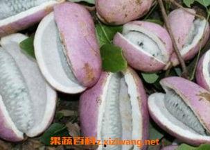 八月瓜怎么吃牛排视频,家常美味，轻松上桌