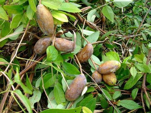 吃八月瓜上山视频,探寻山间美味与自然奇观