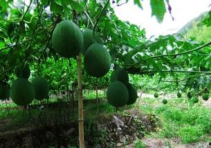 吊瓜一次吃几个合适呢视频,一次吃几个吊瓜最合适？视频揭秘吊瓜食用指南