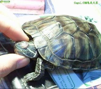 幼龟吃小瓜吗会死吗视频,生命安全堪忧？