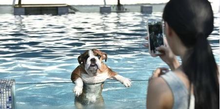 吃瓜二狗游泳池事件视频