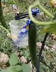 青州网红吃瓜事件视频,一场网络狂欢背后的真相揭秘