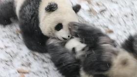 带你吃瓜的熊猫视频,揭秘网络热梗背后的故事