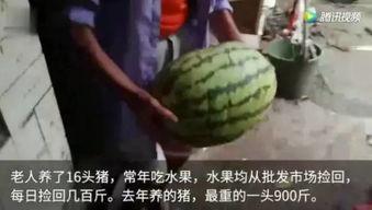 各种吃瓜视频从哪找的,热门吃瓜视频背后的信息来源大揭秘
