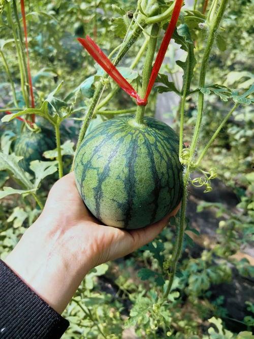 人类早期吃瓜视频,揭秘人类早期“吃瓜”的趣味时光